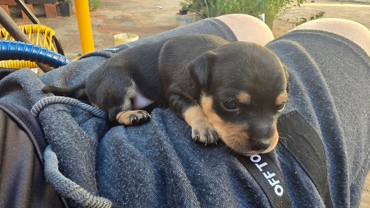Pinscher Macho 01 - Foto 4