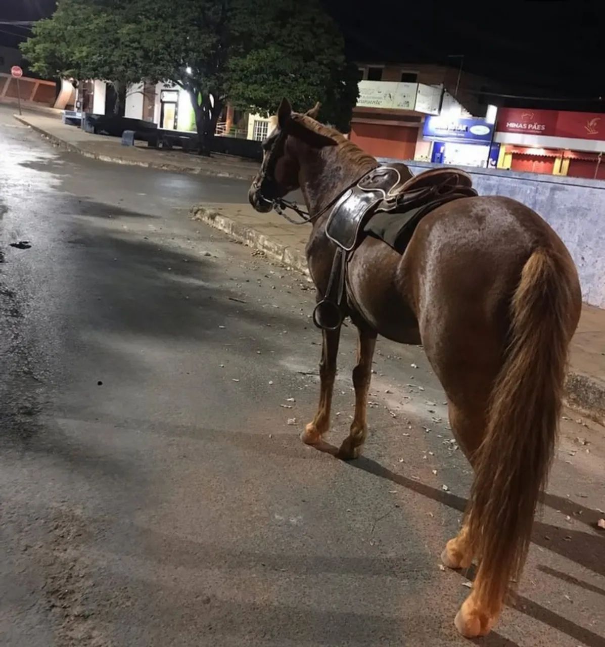 Vendo cavalo manso bom de passo e viajeiro ótimo para calvogada e para criança andar