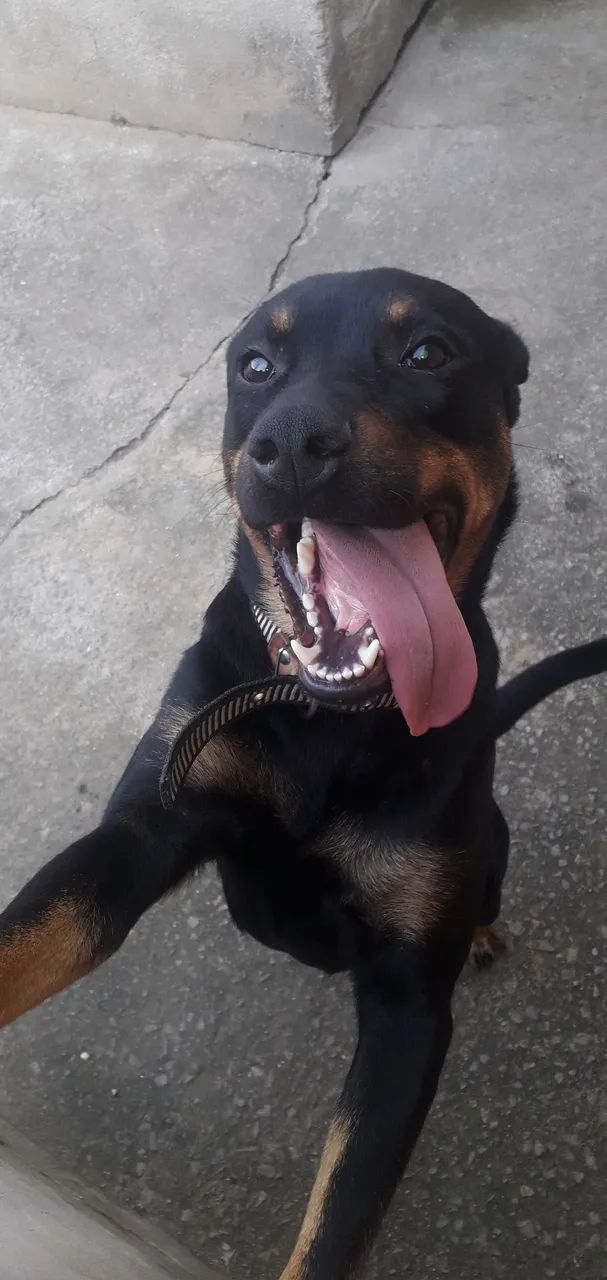 doação de cachorro  - Foto 4