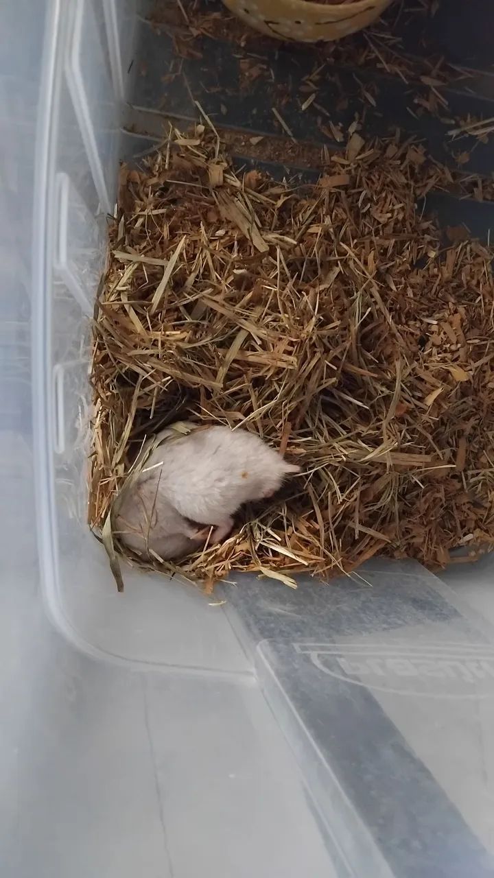 Hamster  - Foto 3