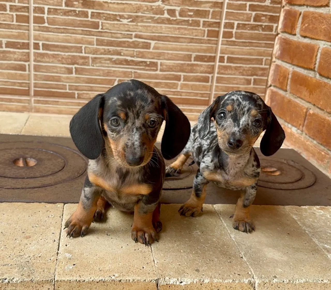 Dachshund mini Alerquim prata  - Foto 4