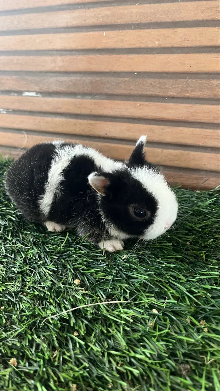 Mini coelho - Foto 2