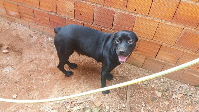 Vendo .Hotwailler .Matriz