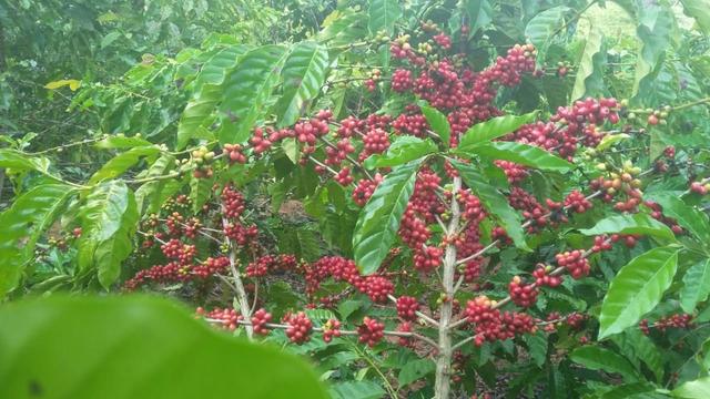 Sítio Próximo ao Trevo de Pacas X Colatina - Foto 2