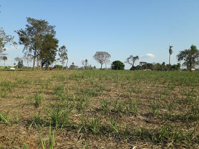 Lote para chácara 30.000m2 - Foto 4