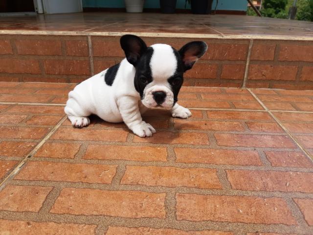 Bulldog francês fêmea
