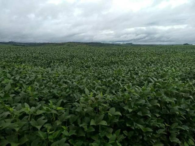 60 Alq. Troca Por Faz. Tocantins Mato Grosso Ou Goias + Acima 400 Alq - Foto 3