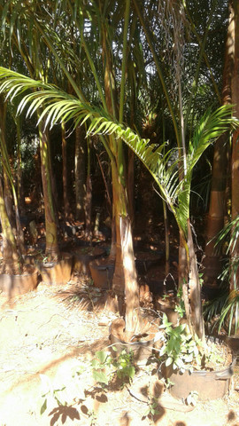 Ype grande- mudas eucalipto-Frutíferas produzindo -Montamos pomar chacará e fazenda-grama