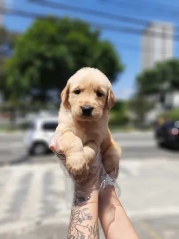 Unidades da Fofinho Petshop e Clínica Veterinária