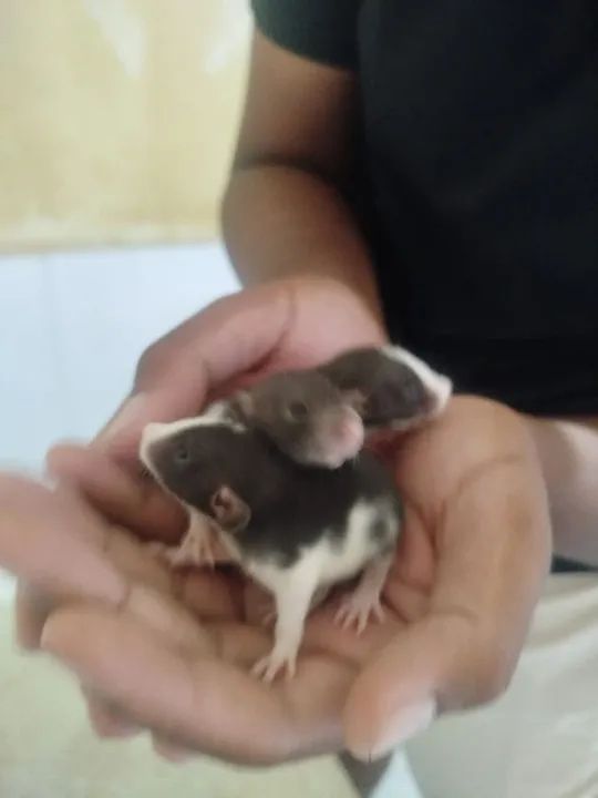 Filhotes de ratos  twisters pra pet - Foto 5
