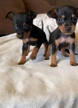 Pincher ZERO o menor da olx. 