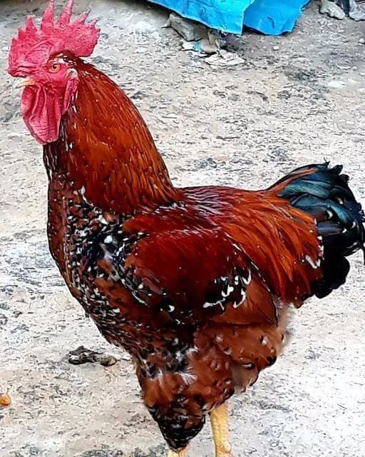 Ovos galados GSB e GLC  Melhorados!!!