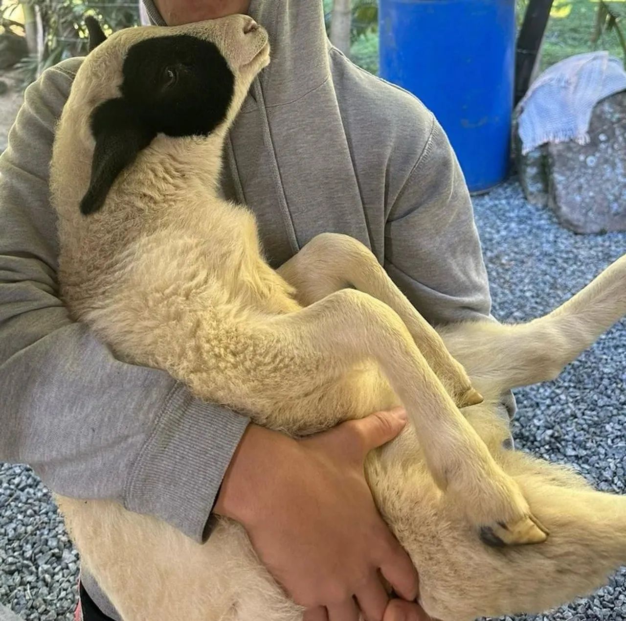 Pônei para passeio e uma ovelha - Foto 5