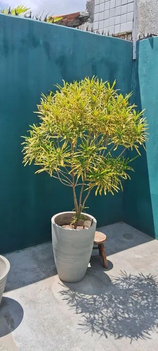 Vendo essas plantas muito bonitas cada uma tem um preço * - Foto 2