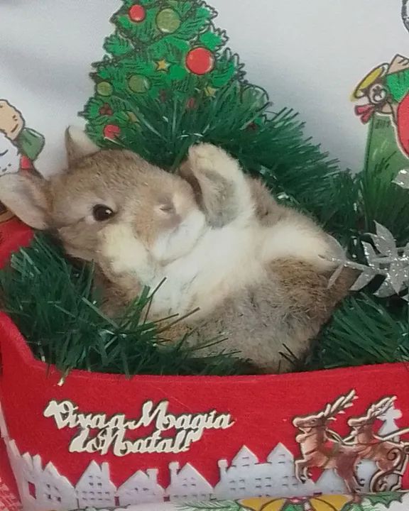 Coelhinha Mini Netherland para reserva