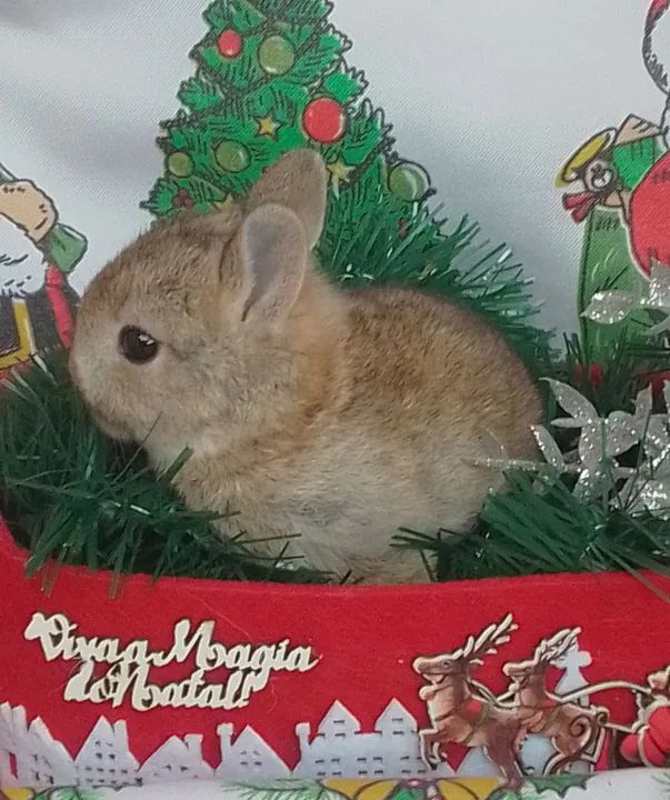 Coelhinha Mini Netherland para reserva - Foto 3