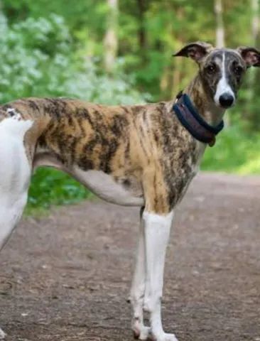 Whippet olx best sale