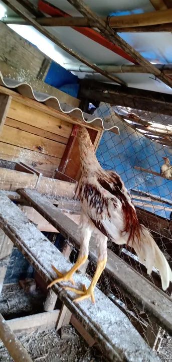 Frangos indio  - Foto 6