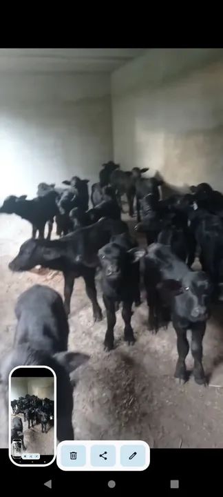 Búfalos recém nascido 380 cada - Foto 2