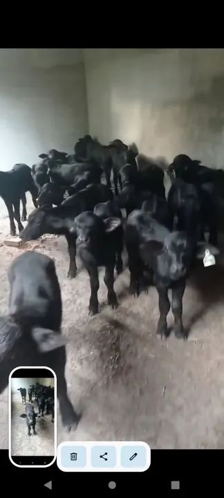 Búfalos recém nascido 380 cada