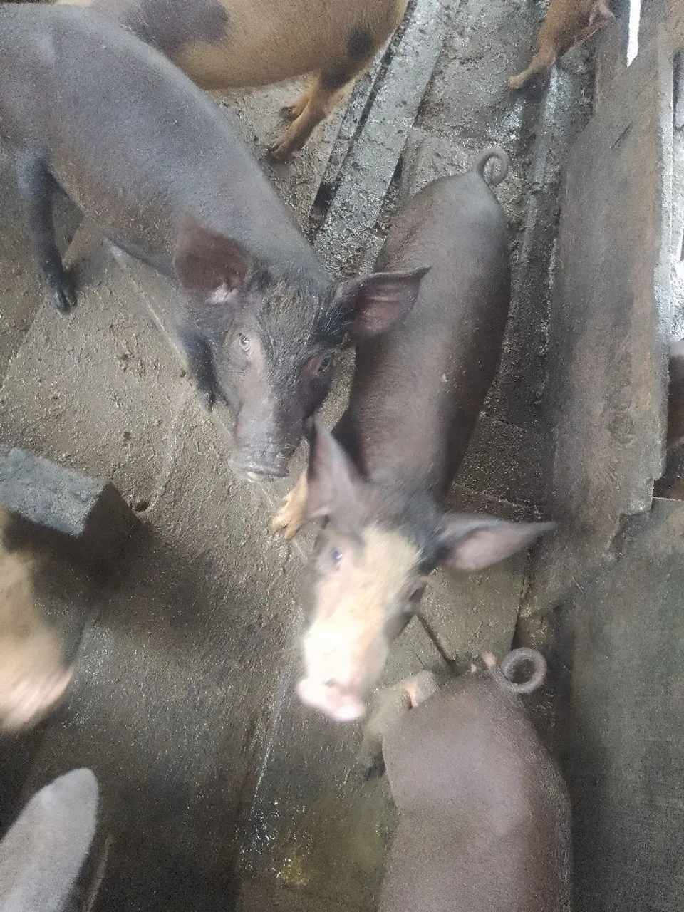Porcos para venda
