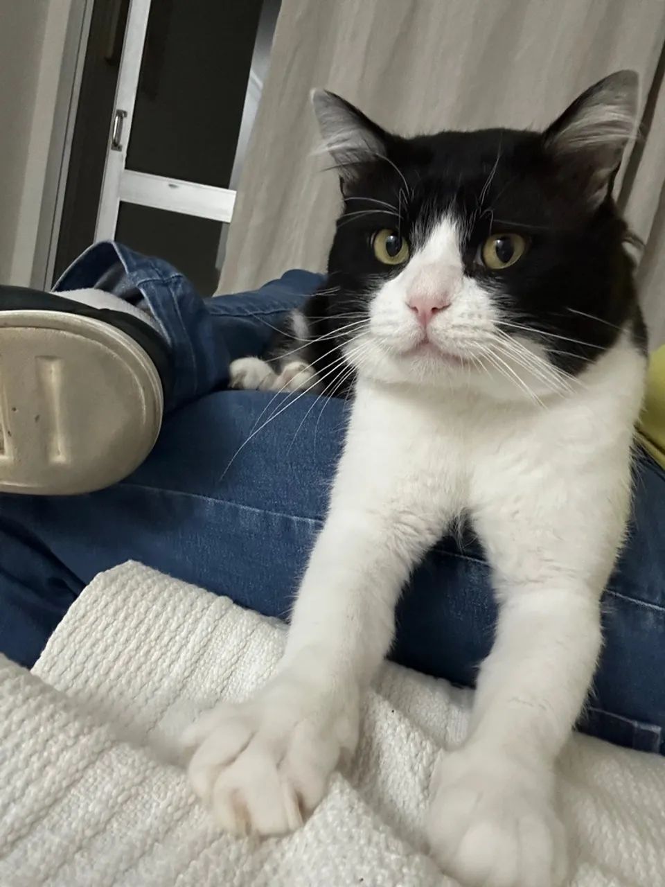 Gato Frajola - Foto 3
