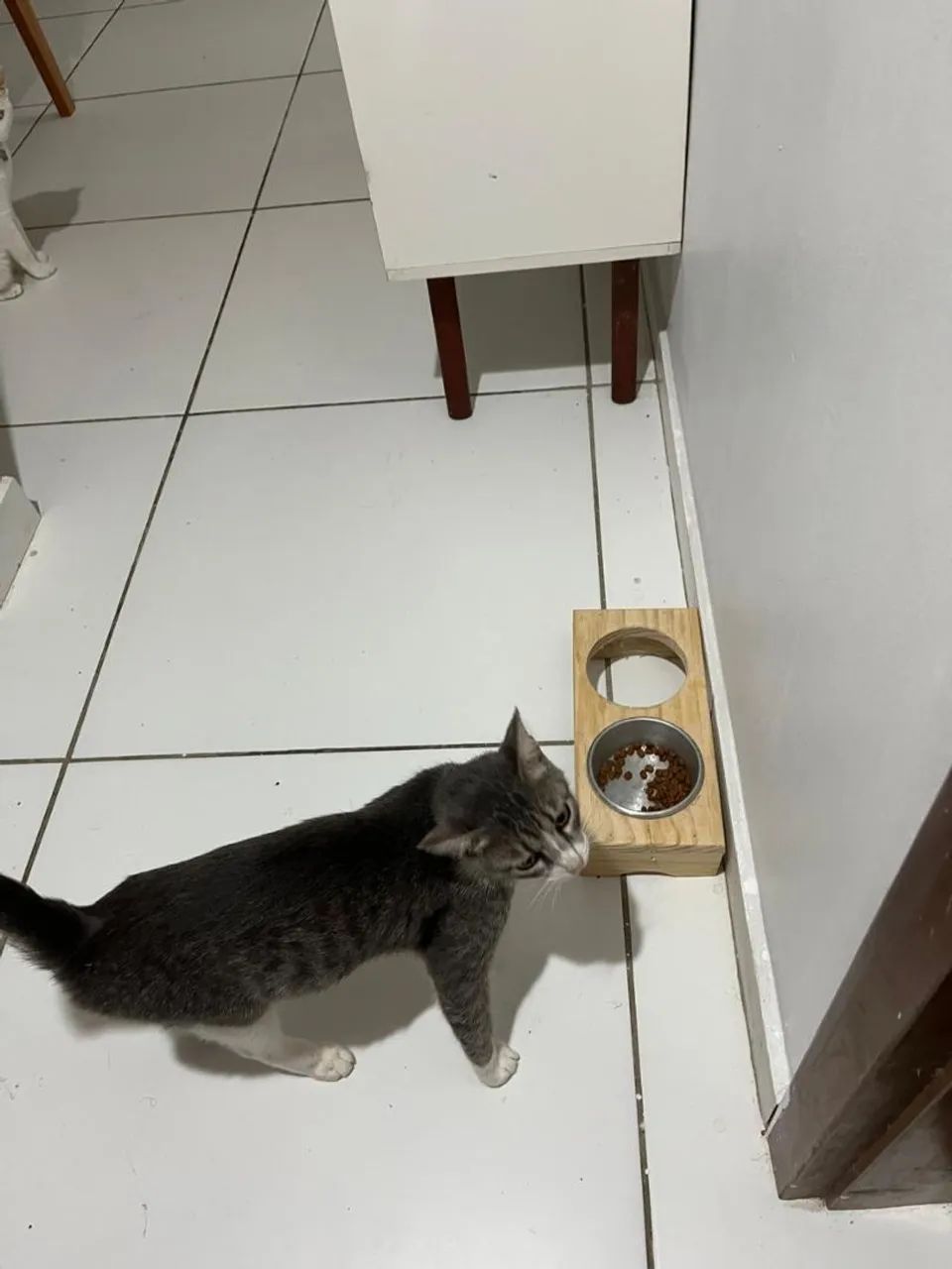 Adoção responsável  - Foto 5