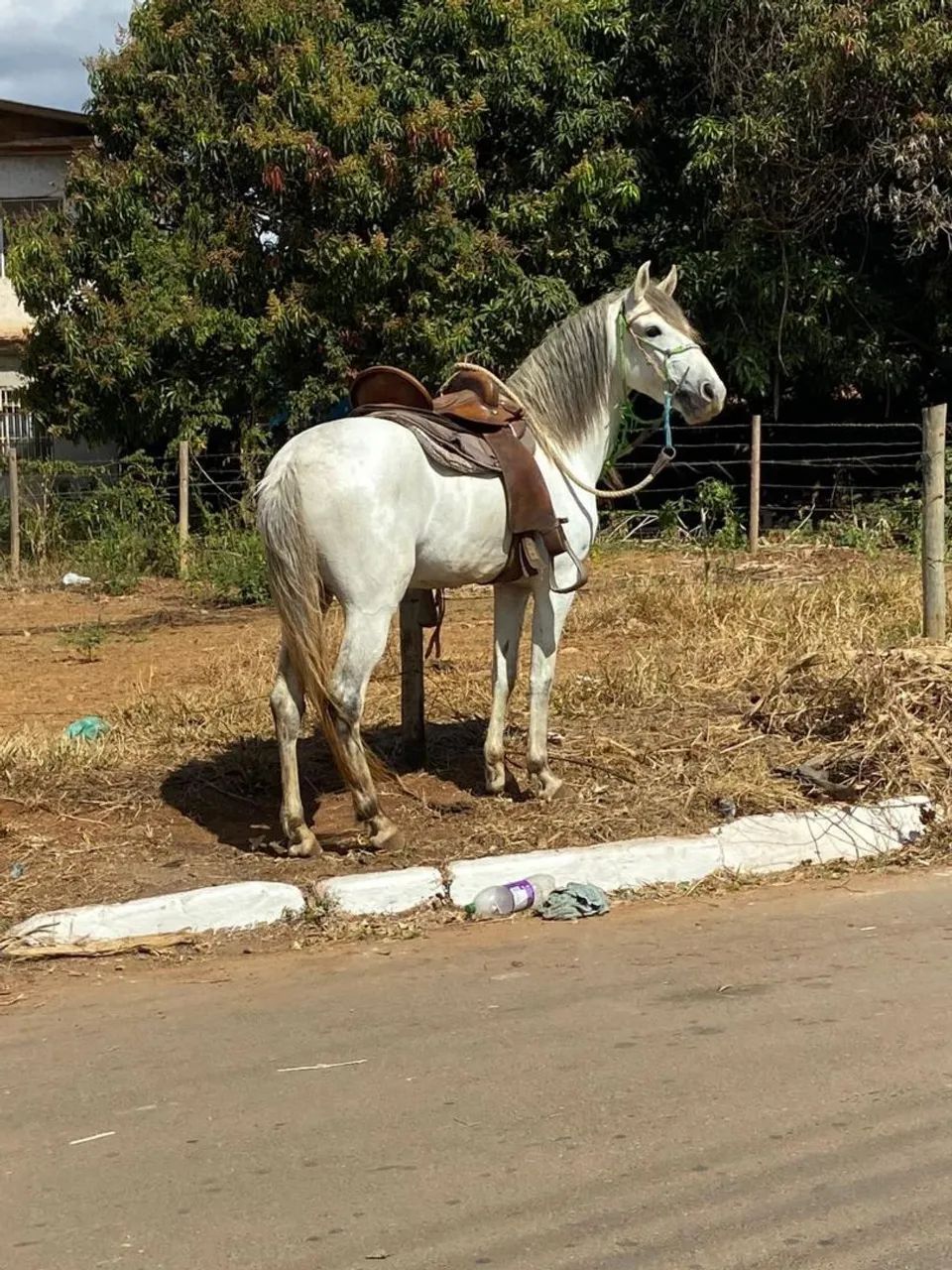 Cavalo marcha batida a venda 