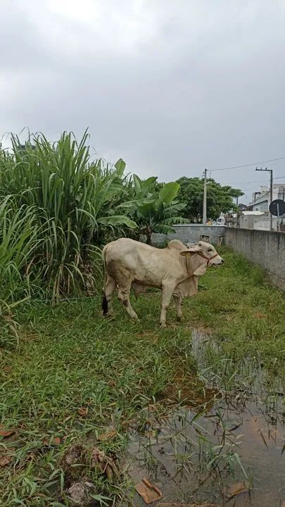 Vendo Tourinho Brahma 