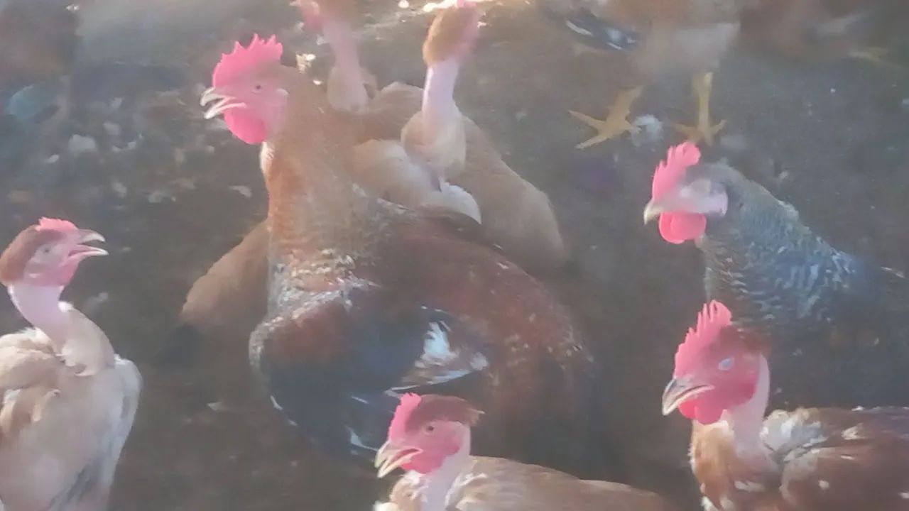 Frangos e frangas caipirão.  - Foto 5
