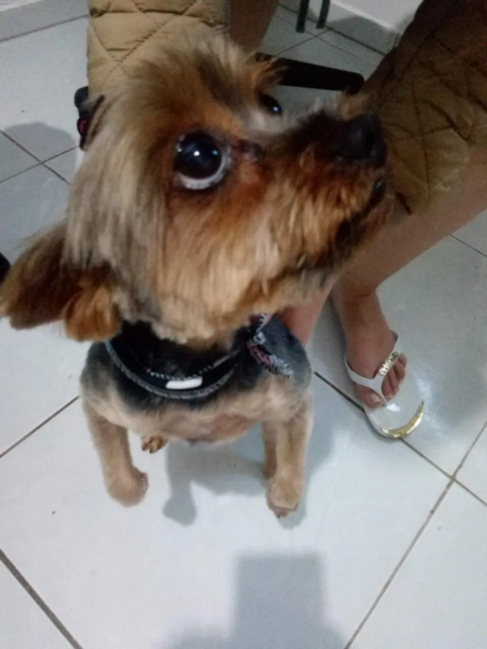 Doa-se dois IorqueShay