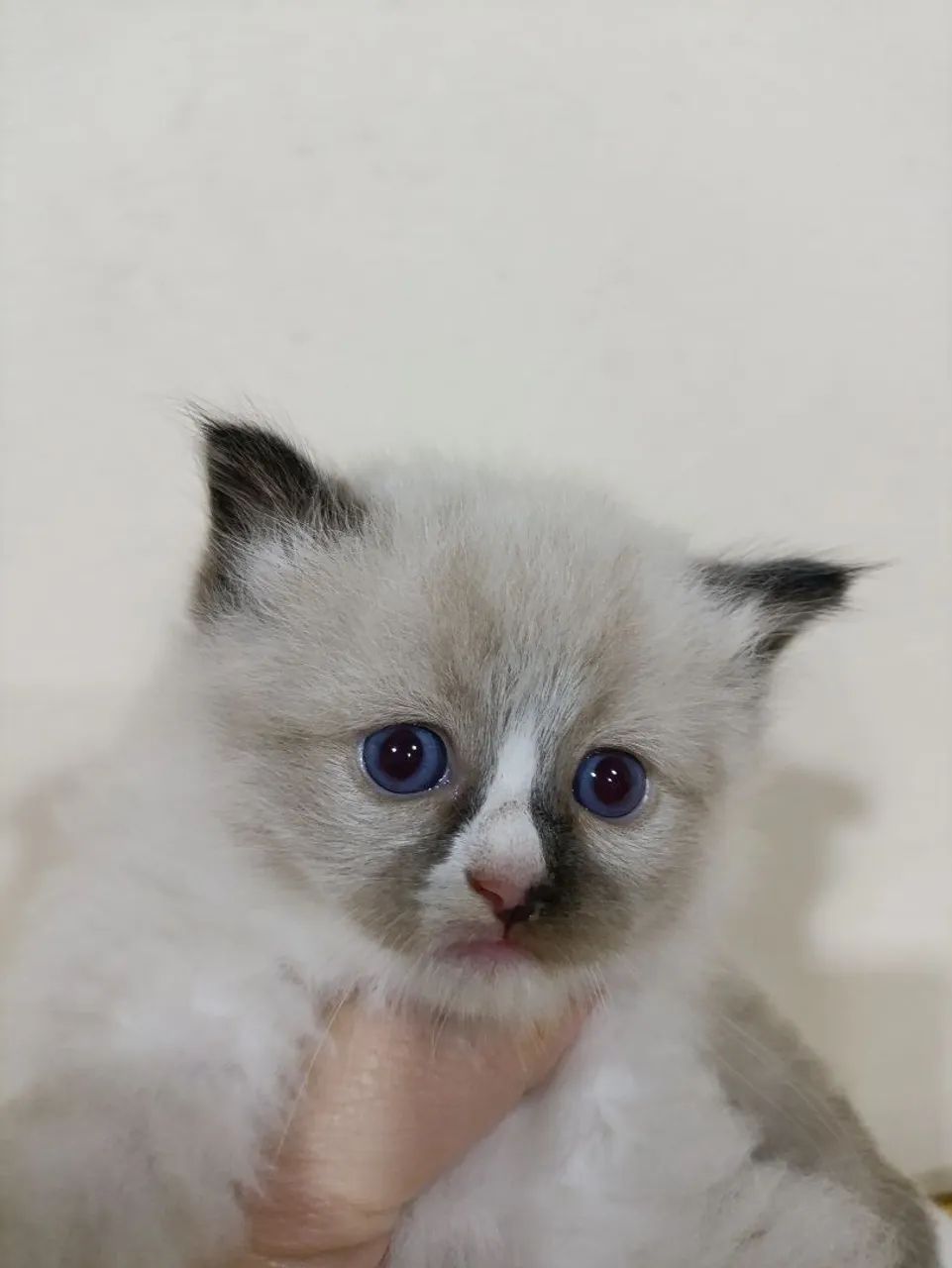 Filhotes gatinhos Ragdoll e Persas (ambos puros) - Foto 3