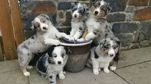 Collie Filhotes Tricolor e Bicolor - Foto 3