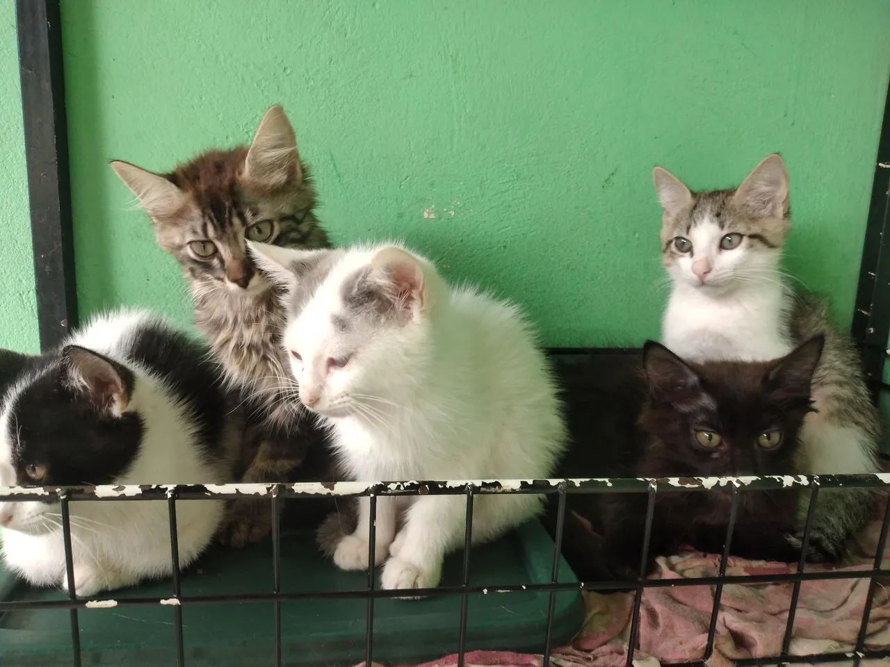 Lindos gatinhos pra doação  - Foto 2