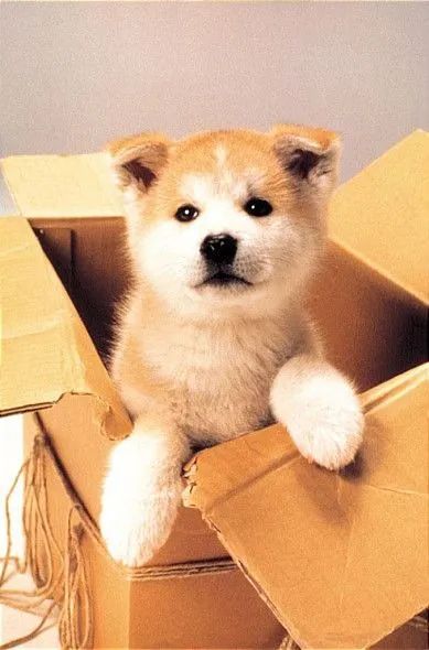 A Força e Lealdade do Akita  