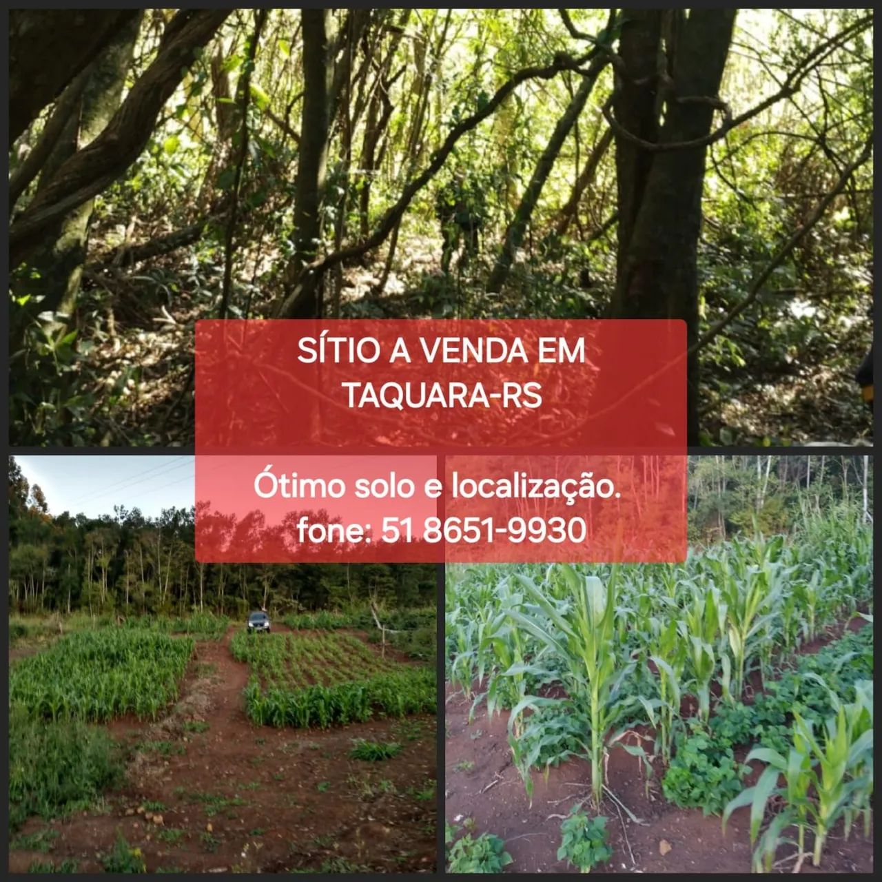 Sítio em Taquara  - Foto 3