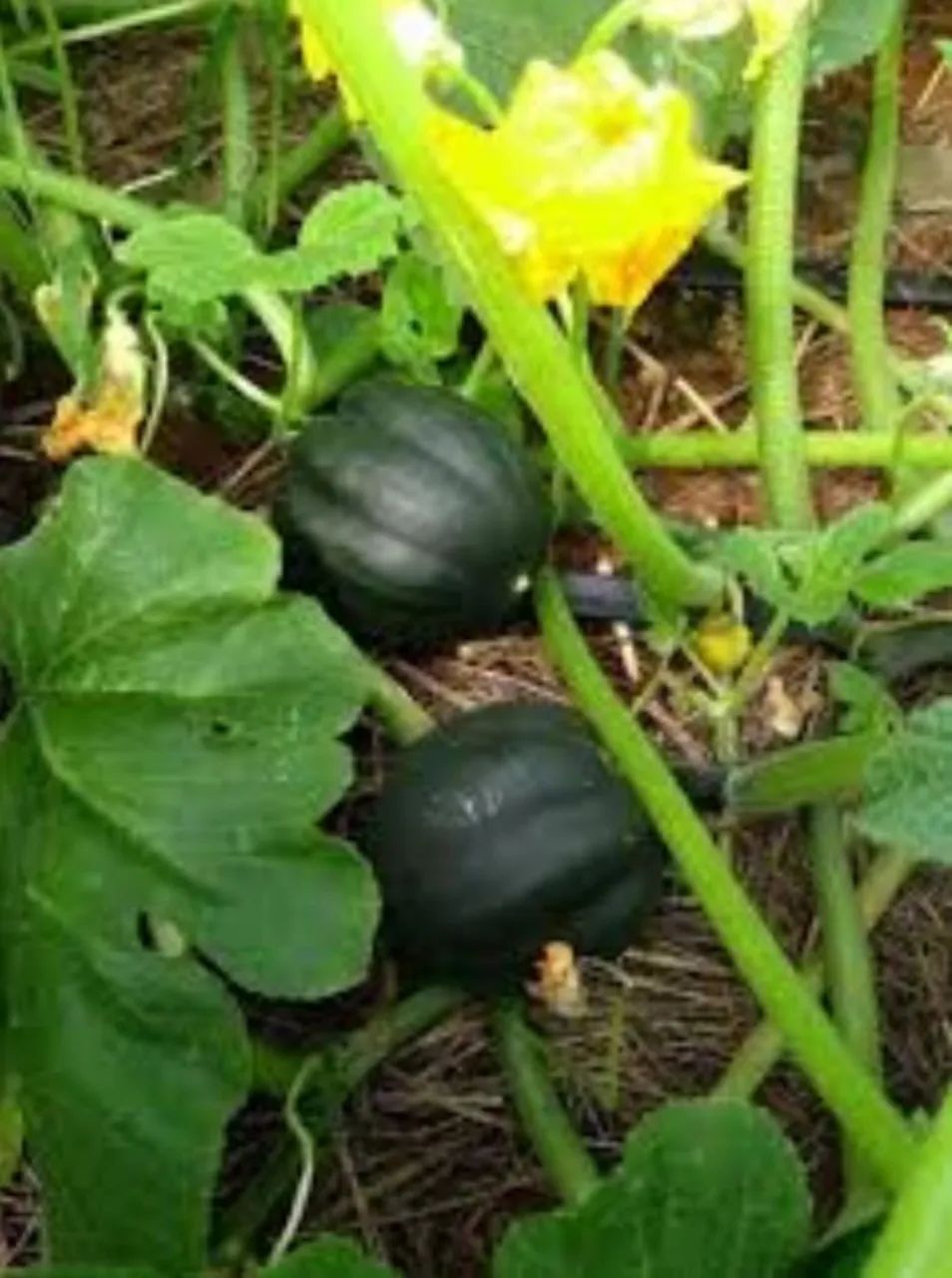 Sementes de Abóbora Mini Híbrida Pérola Negra importada de Israel 4 unidades - Foto 4