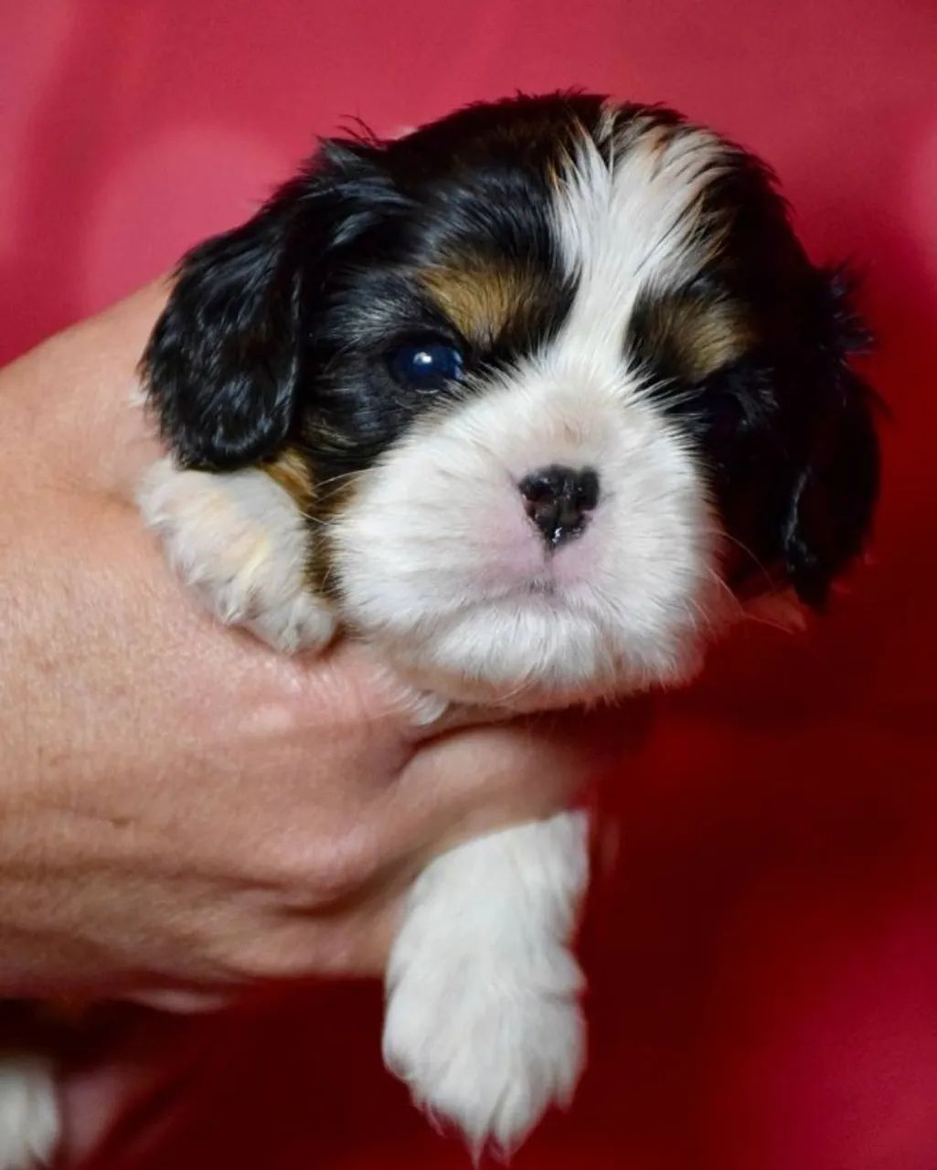 Cavalier King Charles Spaniel 