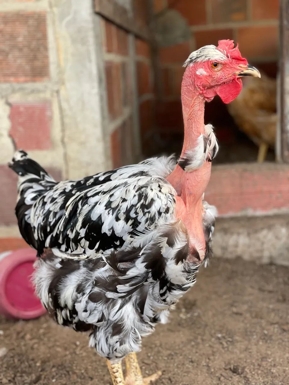 Galinha balão pescoço pelado  - Foto 4