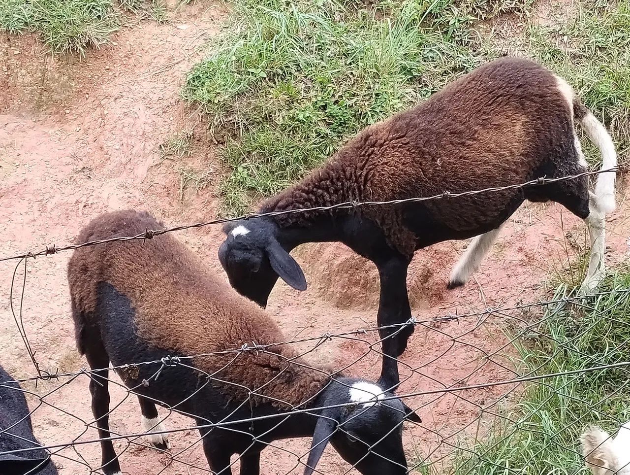 Carneiros com 7 meses