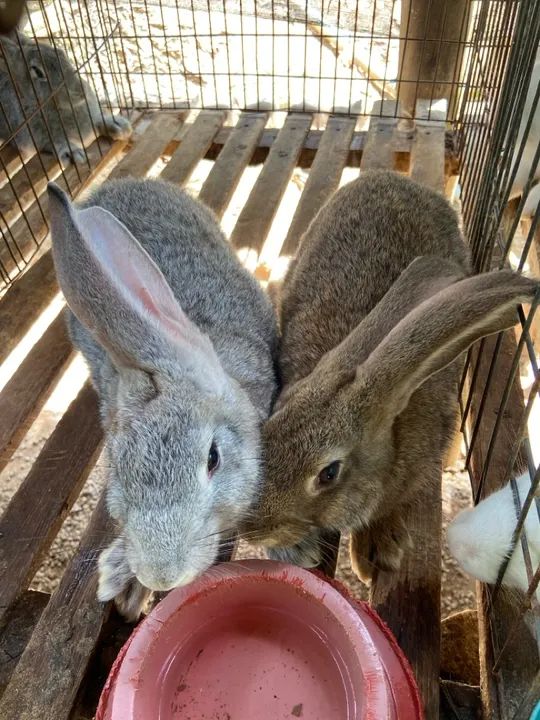 Coelhos gigantes de Flandres 