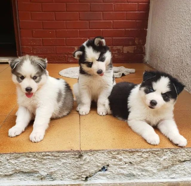 Husky Siberiano - Machos lindos e saudáveis com pedigree - Somos loja física e canil