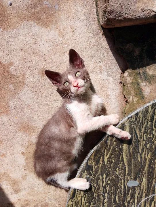 Gatinho Fofo para Adoção