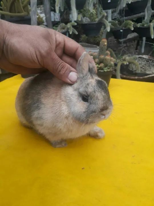 Coelho anão importado Harlequim  - Foto 2