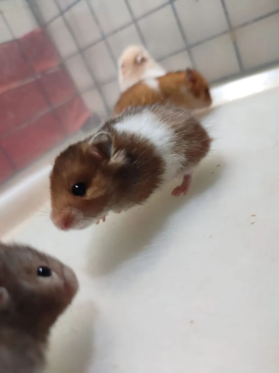 Criatório Roedores e Cia (hamster sírio e sírio angorá) - Foto 4