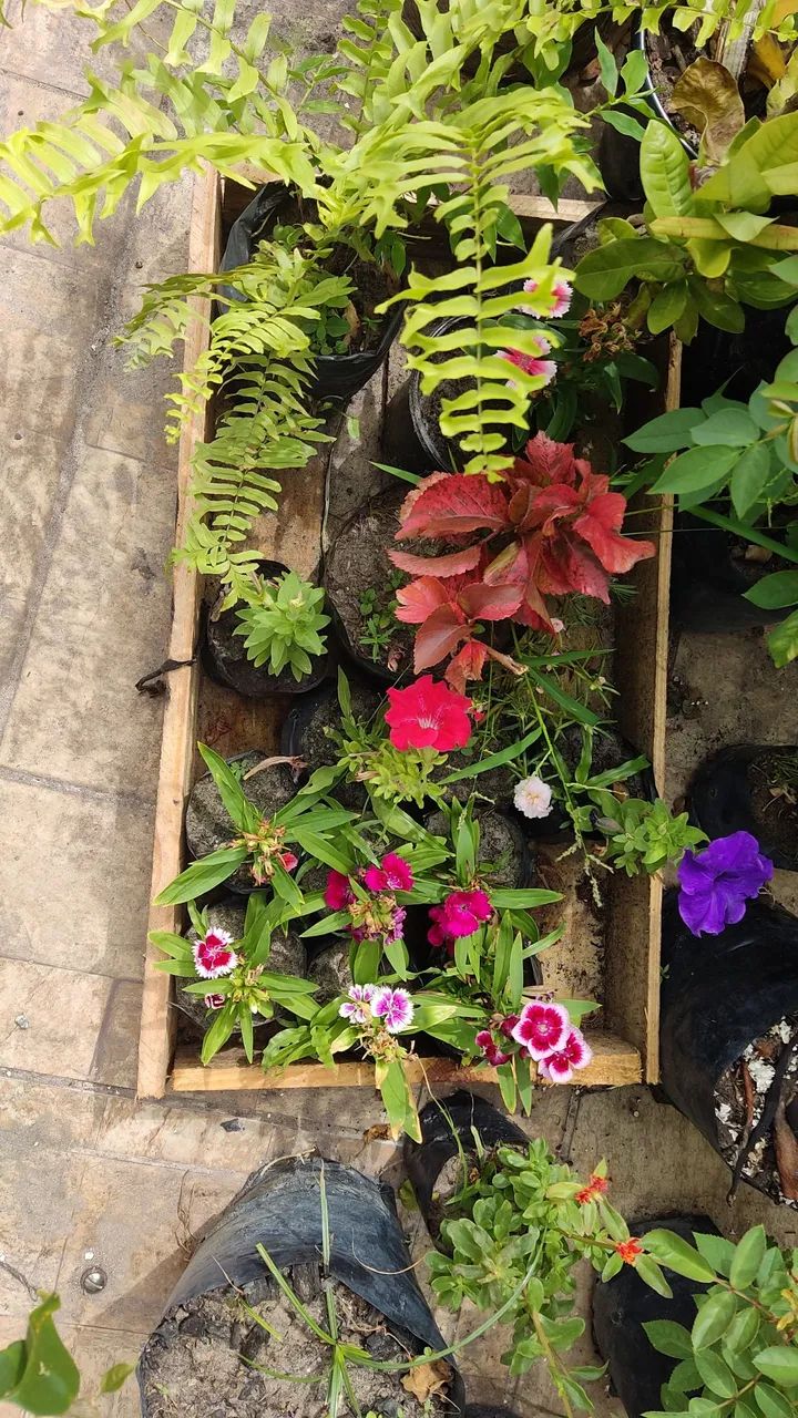 Plantas, frutíferas, árvores enxertadas,  promoção, preço baixo e qualidade.