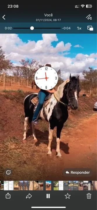 Cobertura garanhões mangalarga marchador  - Foto 5