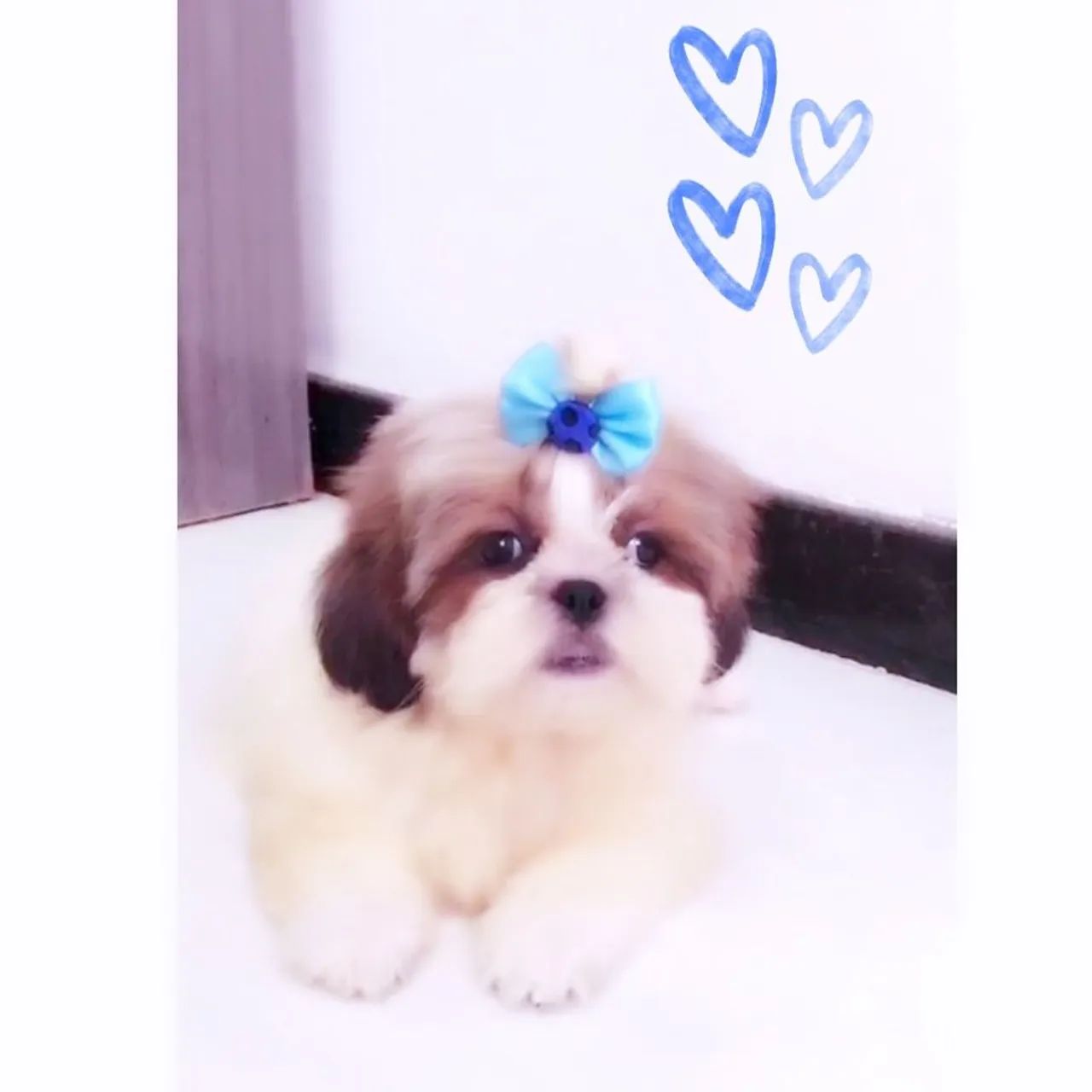 Filhote Shitzu miniatura Lindíssimos 