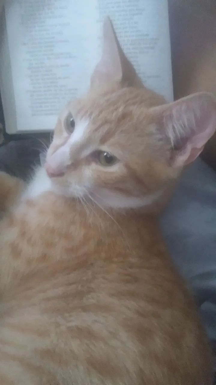 Gatinho fofo para adoção - Foto 2