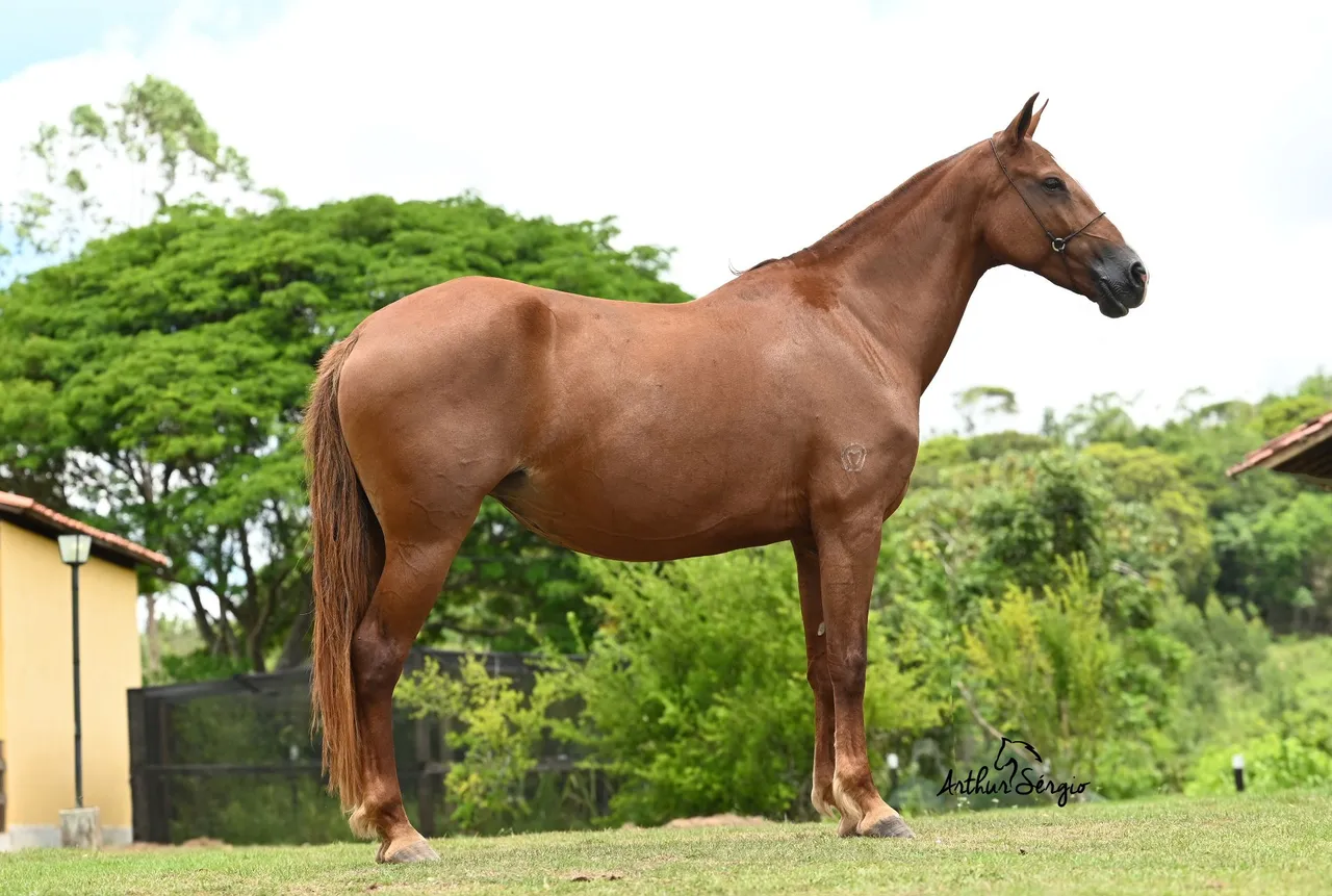 Égua Mangalarga Marchador - 2x1